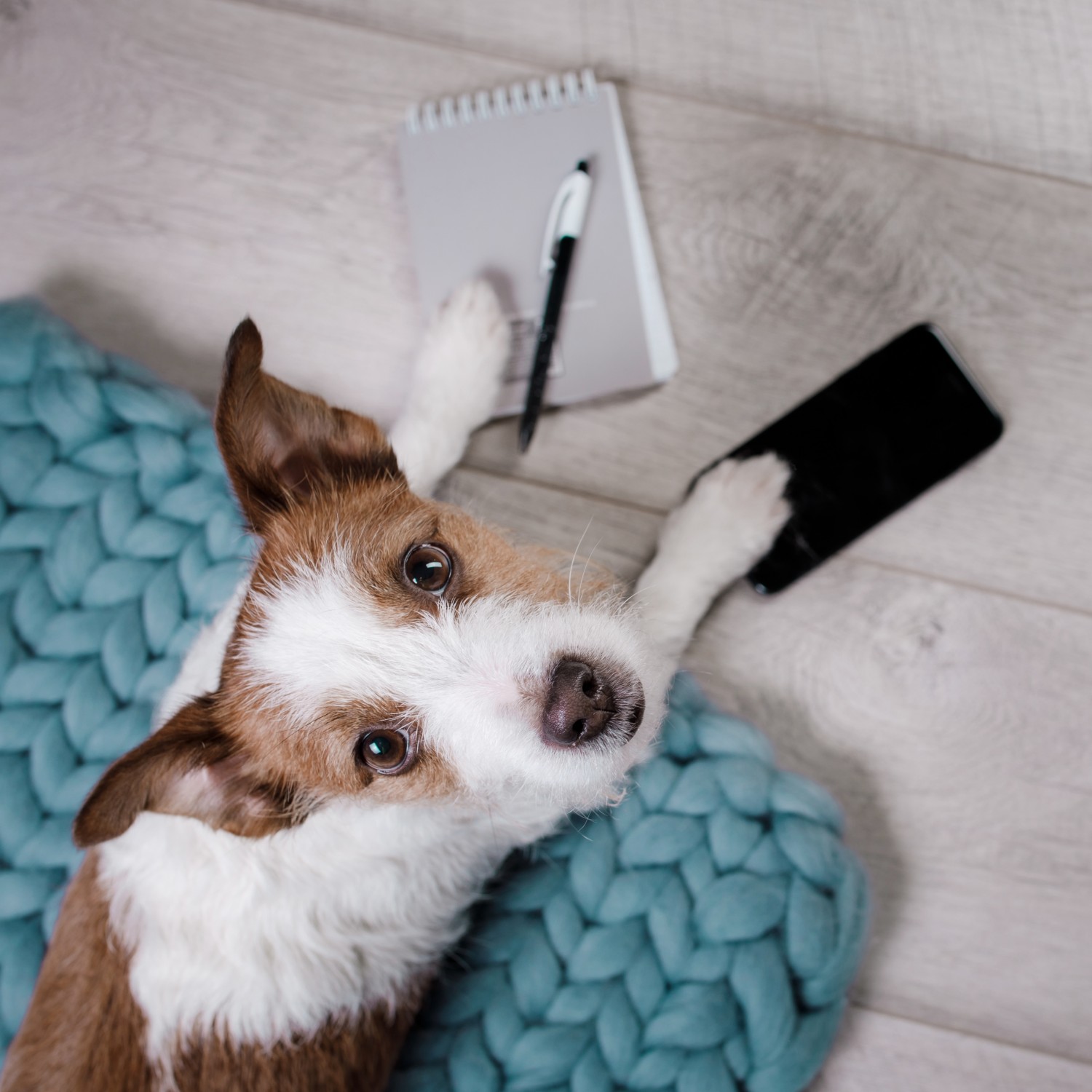 Dog with phone and notepad