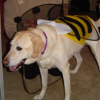 In Loving Memory - Pet Photo