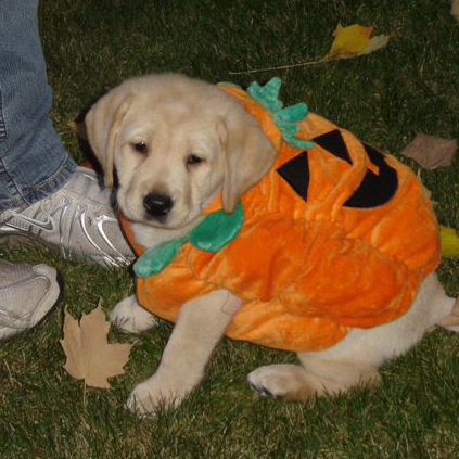 Puppy in Costume