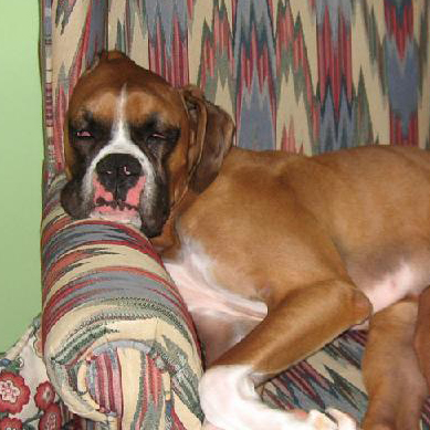 Boxer Sleeping