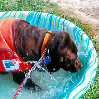 Dog in Pool