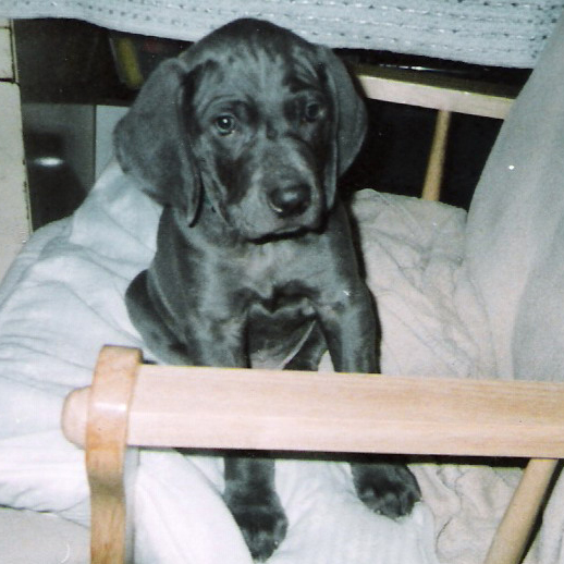 Puppy in Chair
