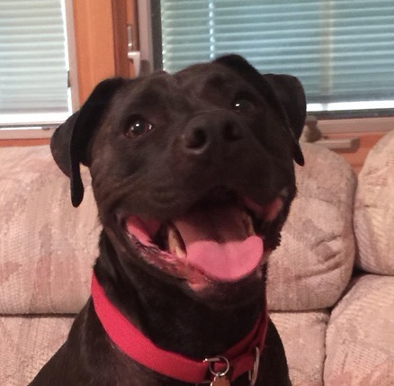 In Loving Memory - Pet Photo