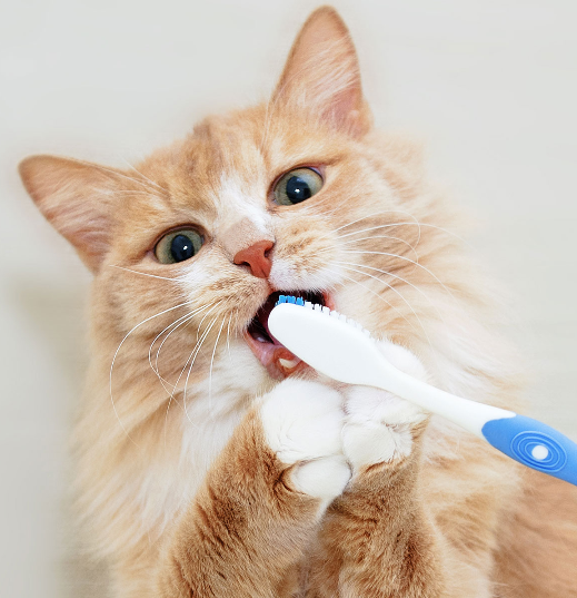 Cat with Toothbrush