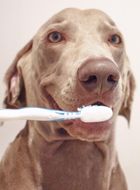 Weimaraner Dog with Toothbrush