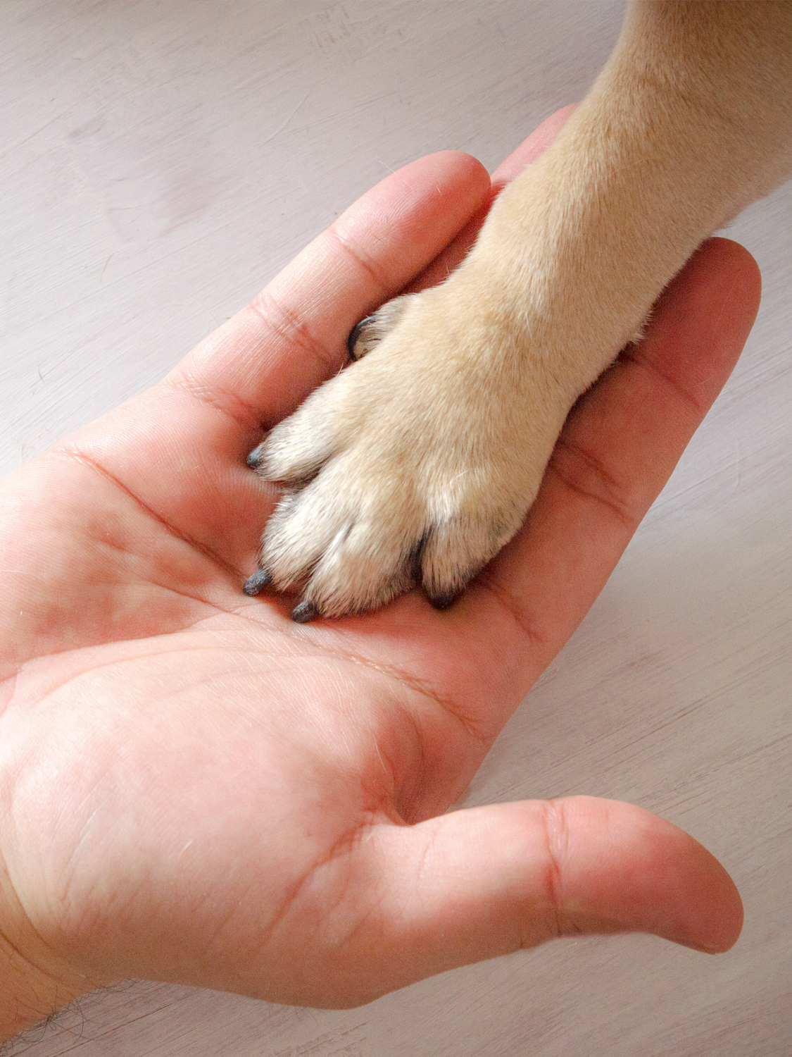 Paw in Hand
