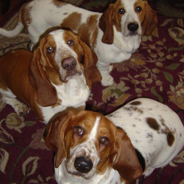 Basset Hounds
