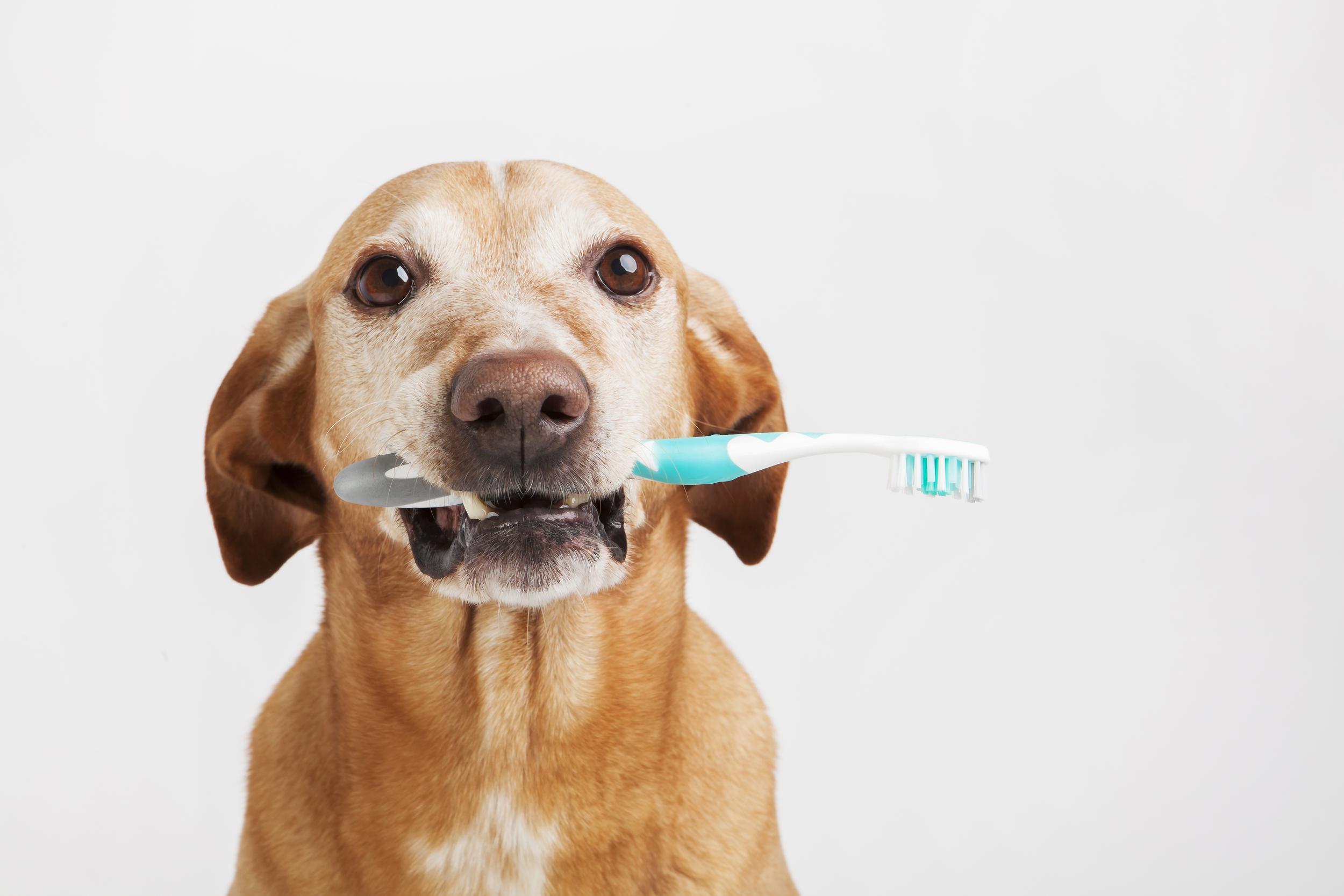 Brown dog holding a toothbrush