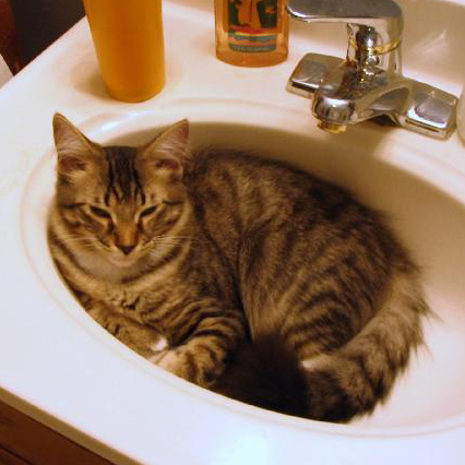 Cat in Sink