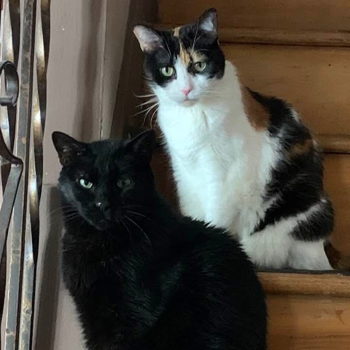 In Loving Memory - Pet Photo