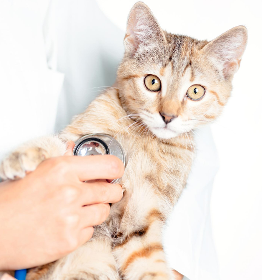 Person Listening to Cats Chest with Stethoscope