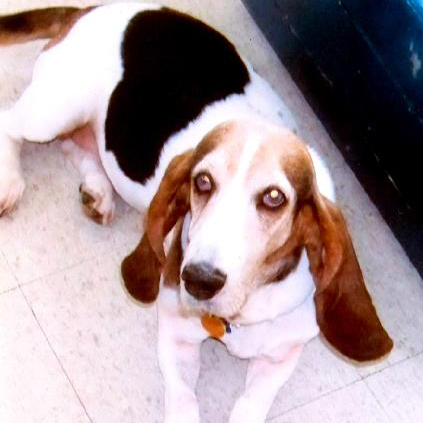 Basset Hound