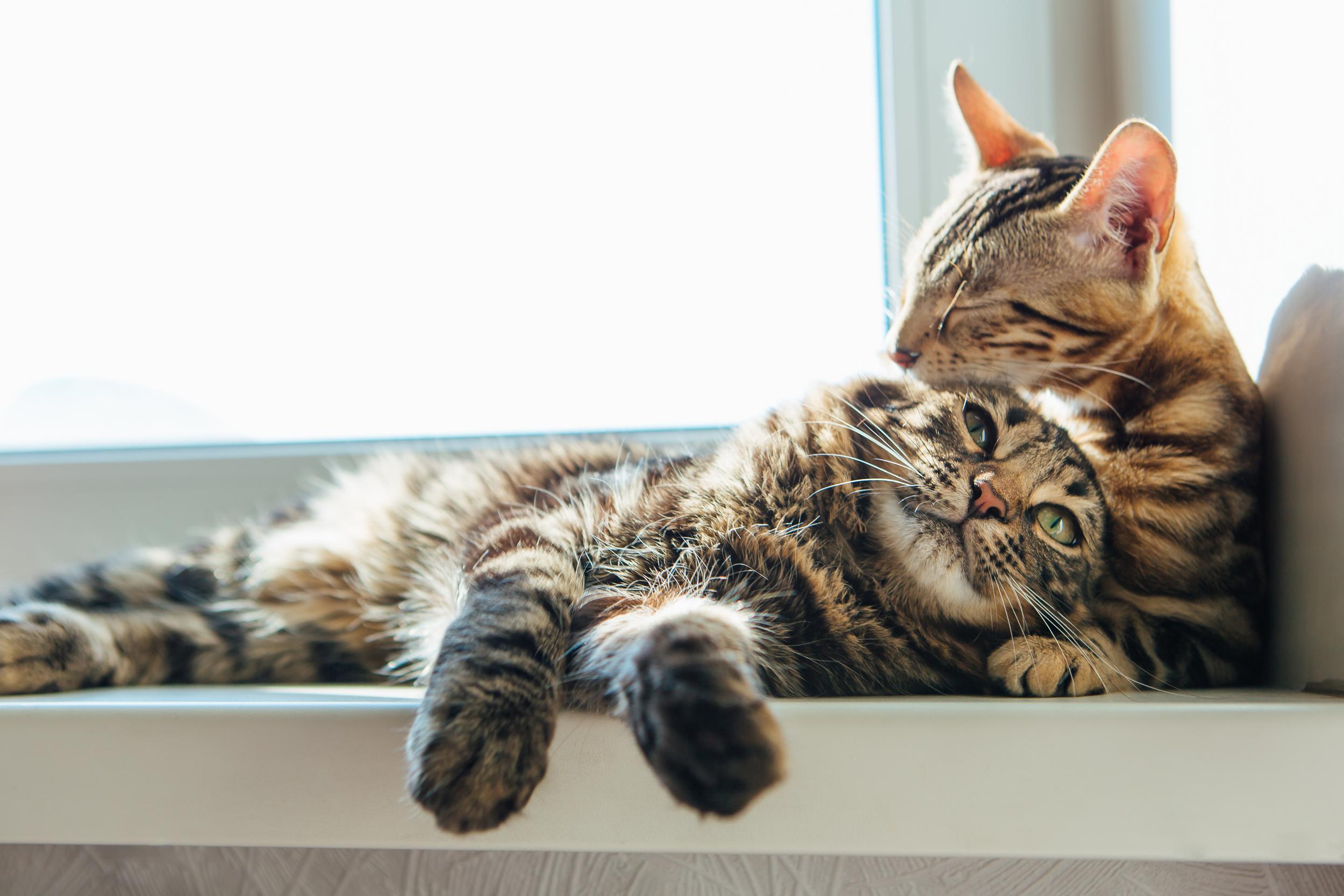 Two Cats Snuggled on Window Sill