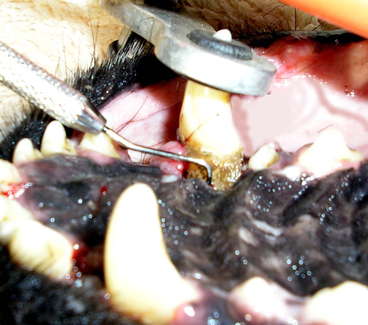 dog teeth extraction