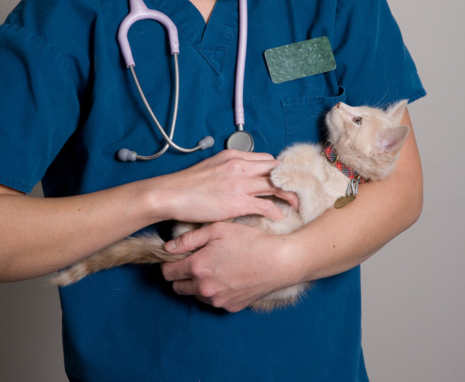 Veterinary Professional Holding Kitten